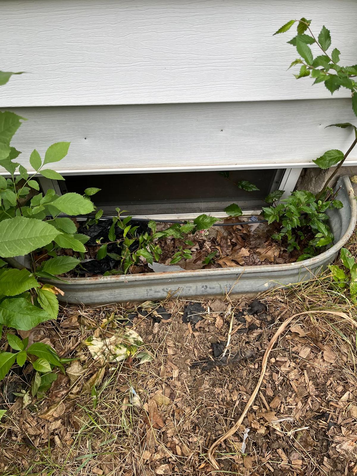 Before — rusted galvanized window well filled with leaves, debris, and volunteer growth before replacement