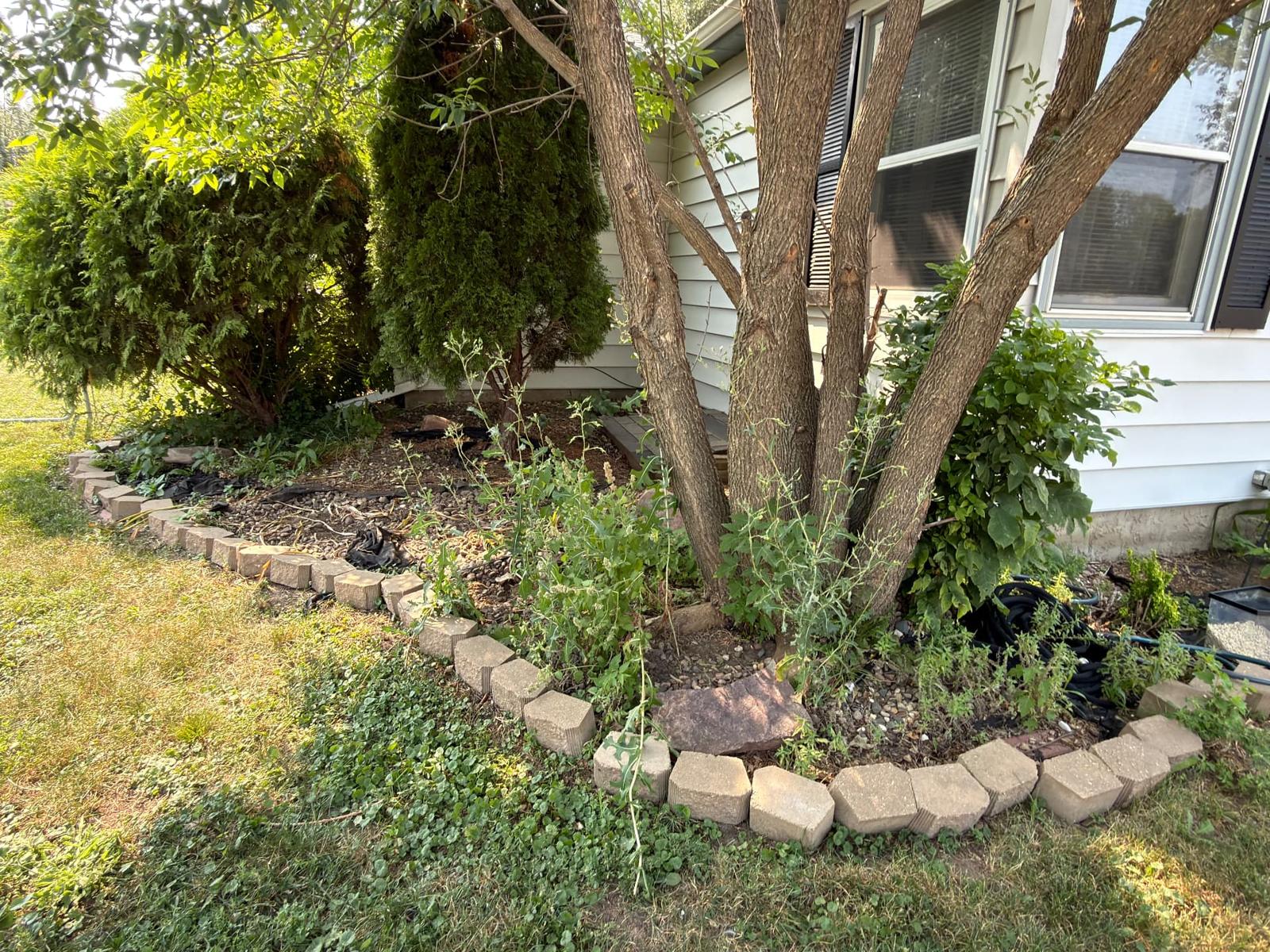 Before — overgrown landscape bed with weeds, multi-trunk tree, and crumbling block edging along the front of the home