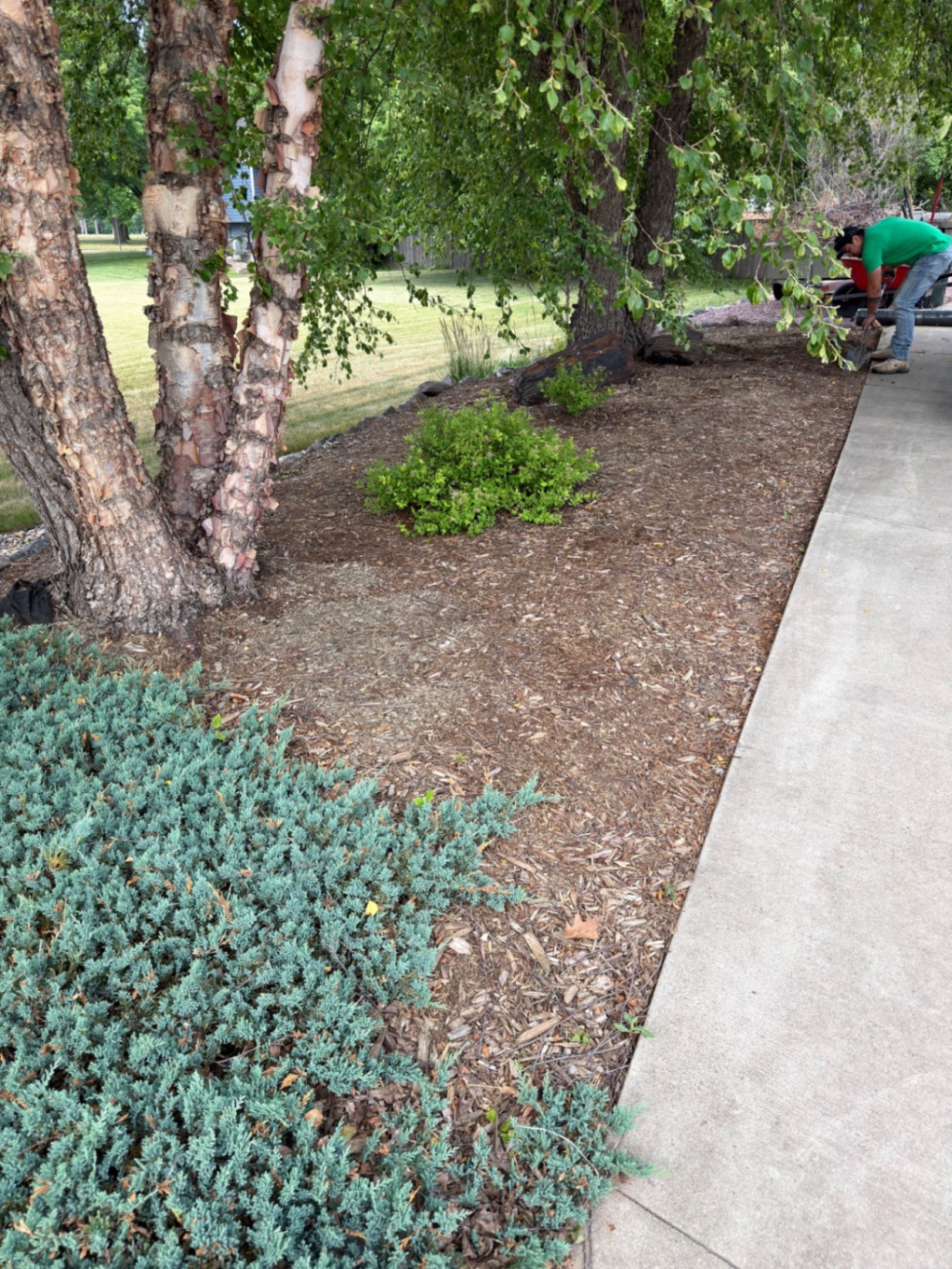 Before — old shredded mulch bed along the driveway under birch trees with patchy ground cover