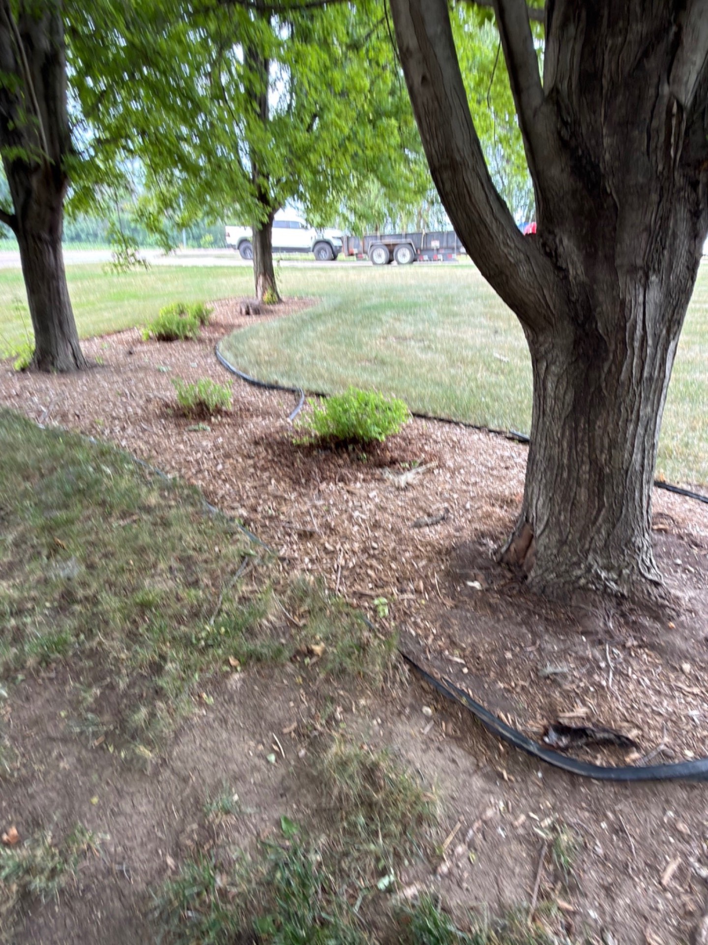 Before — existing beds and tree rings along the driveway before edging and rock work