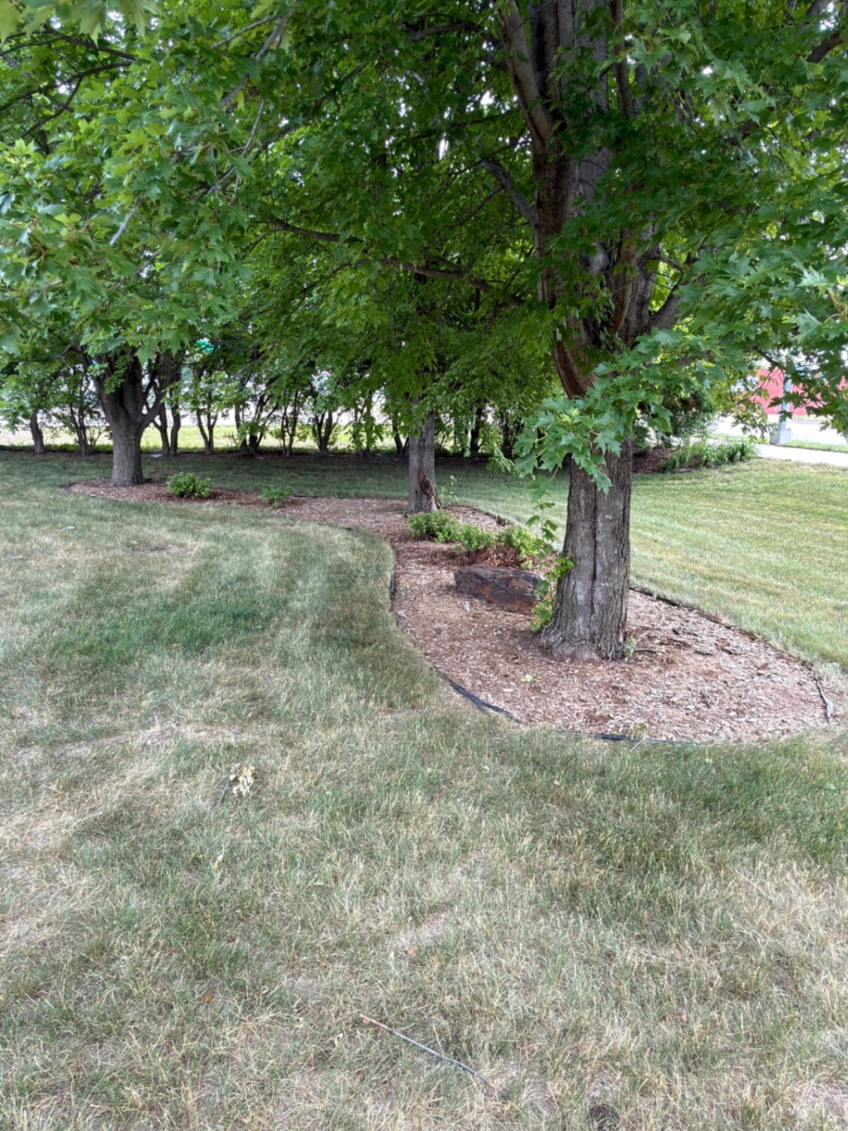 Before — existing curved mulch bed wrapping mature trees along the edge of the lawn