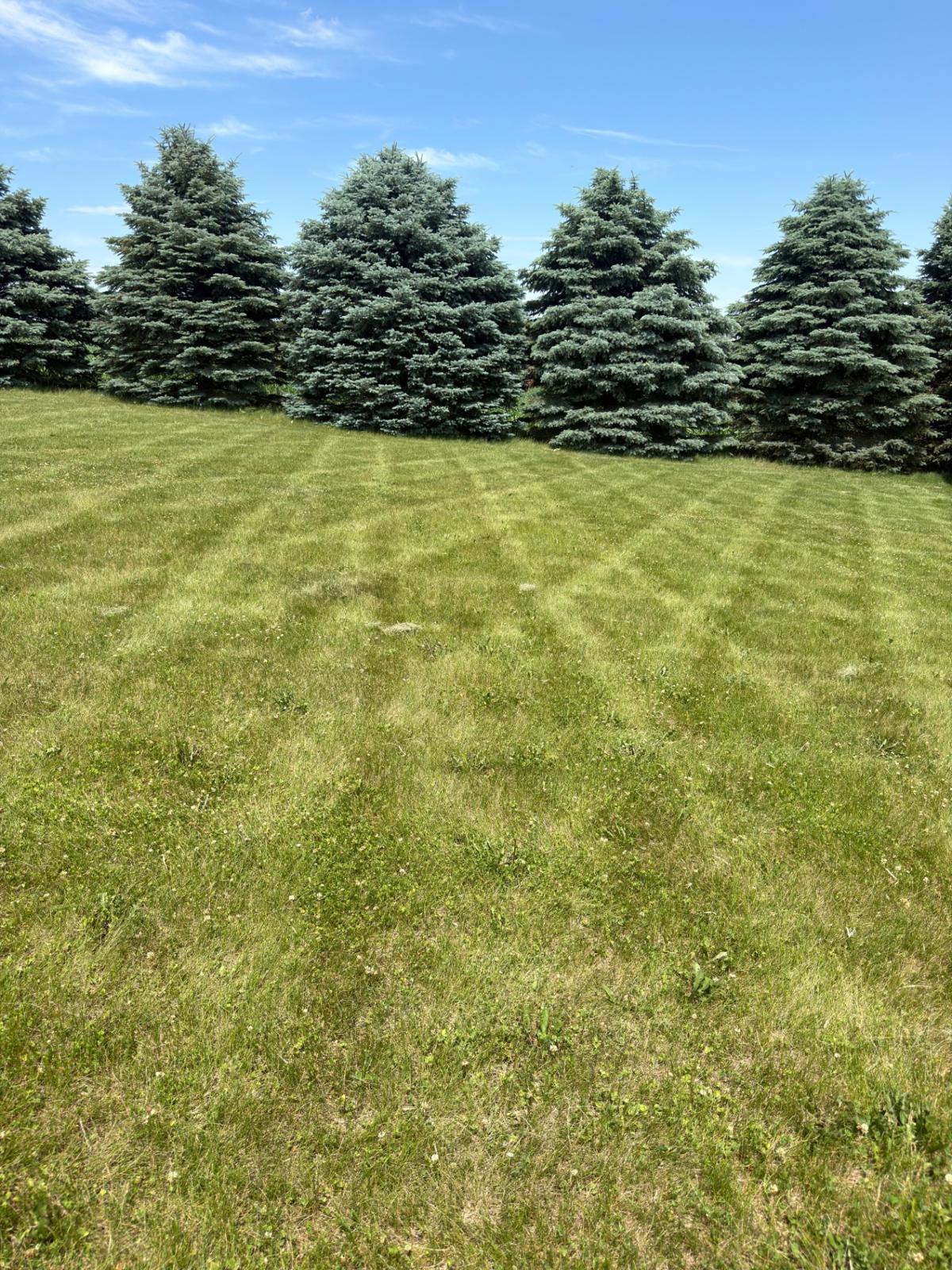 Cleaned and mowed lawn around mature spruces