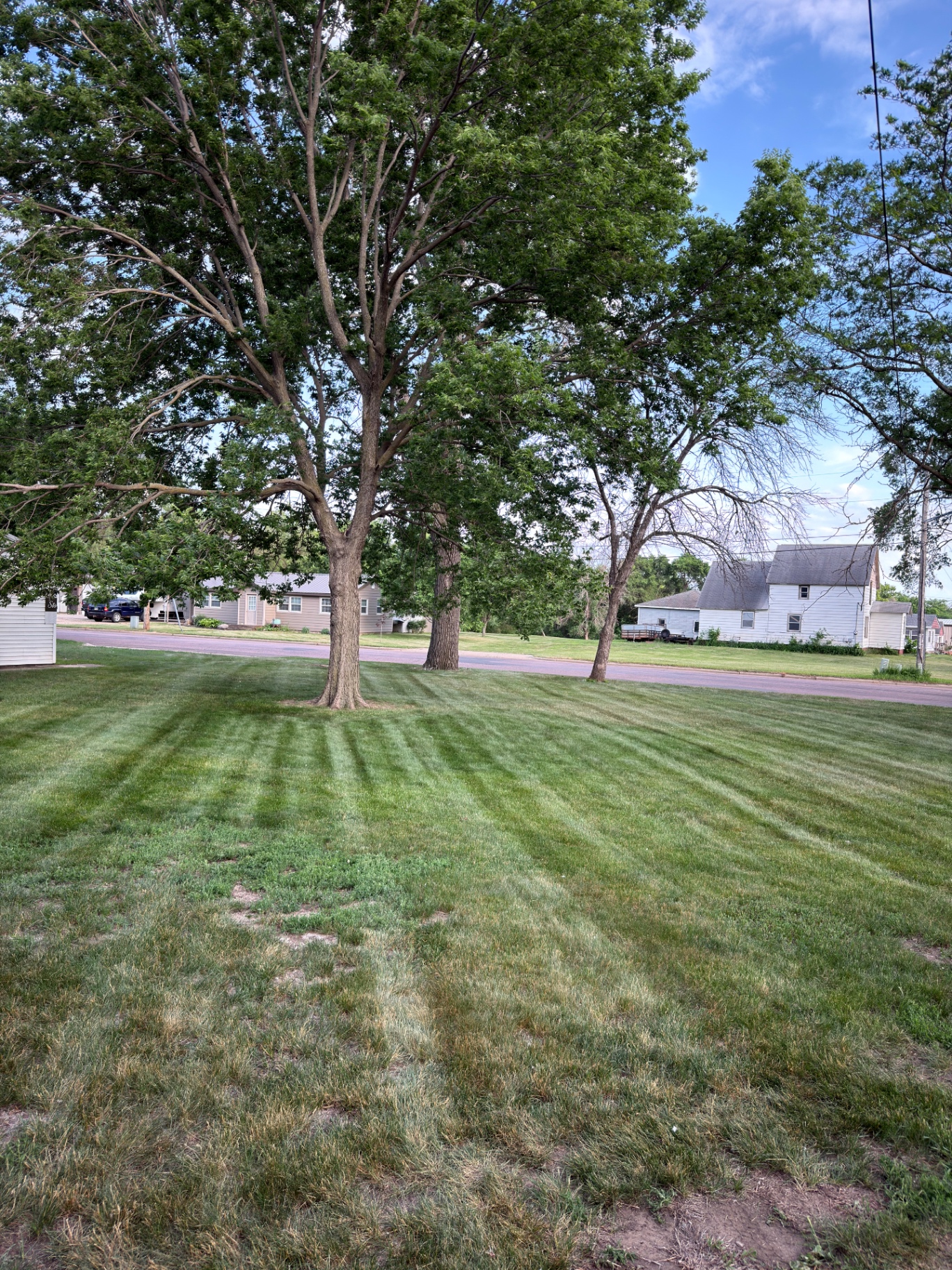 Clean trim work around trees on a Kerwin-serviced lawn