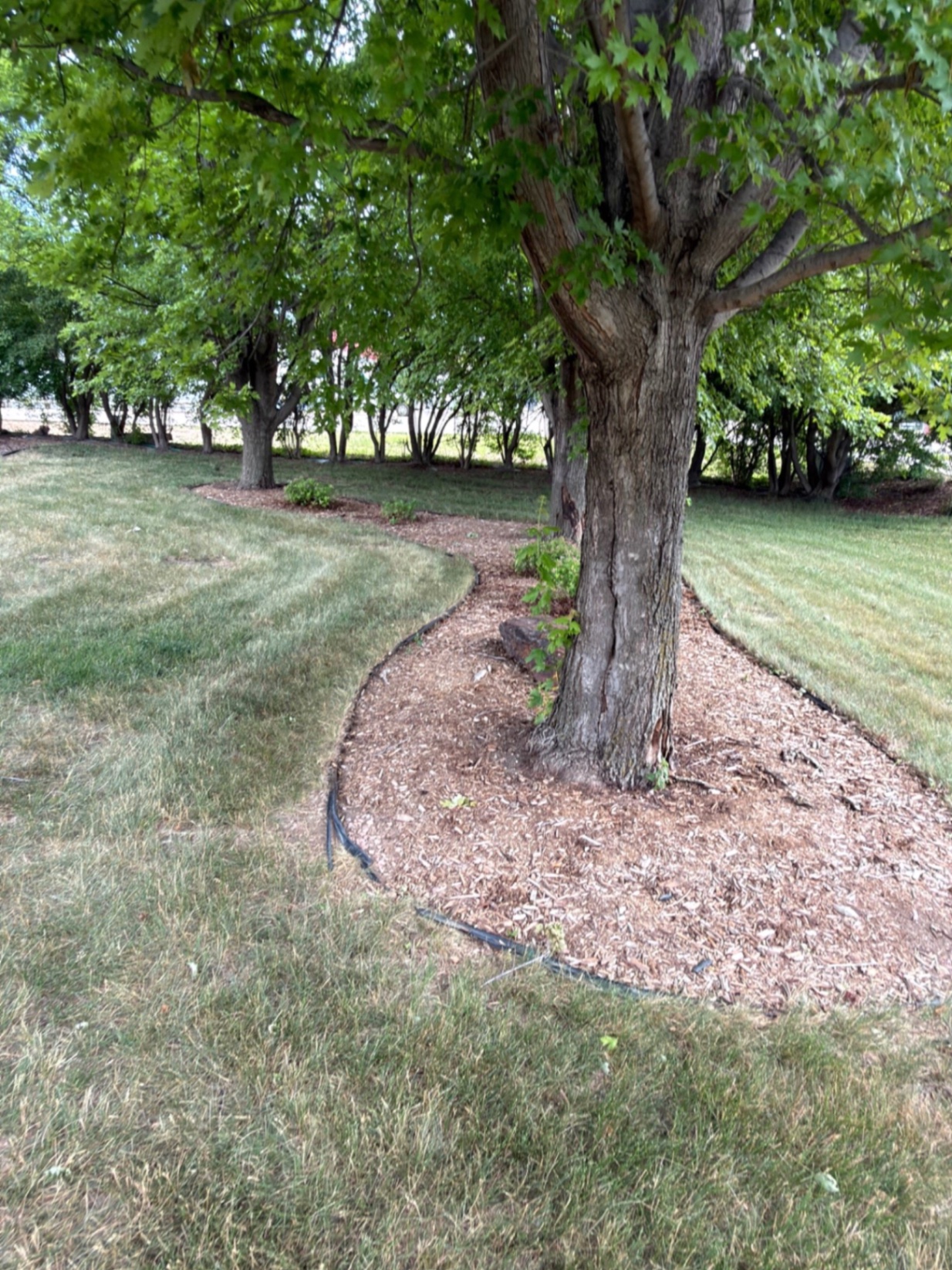 Before — old mulch tree ring with thin black plastic edging starting to lift from the lawn