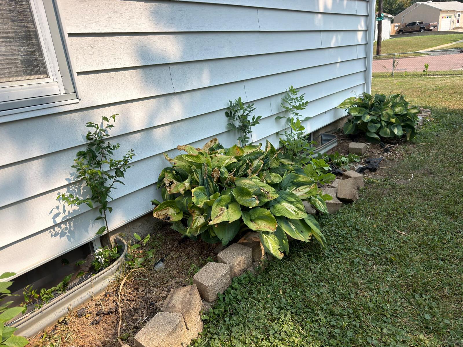 Before — overgrown side bed with hostas, volunteer saplings, and a rusted window well set in failing block edging