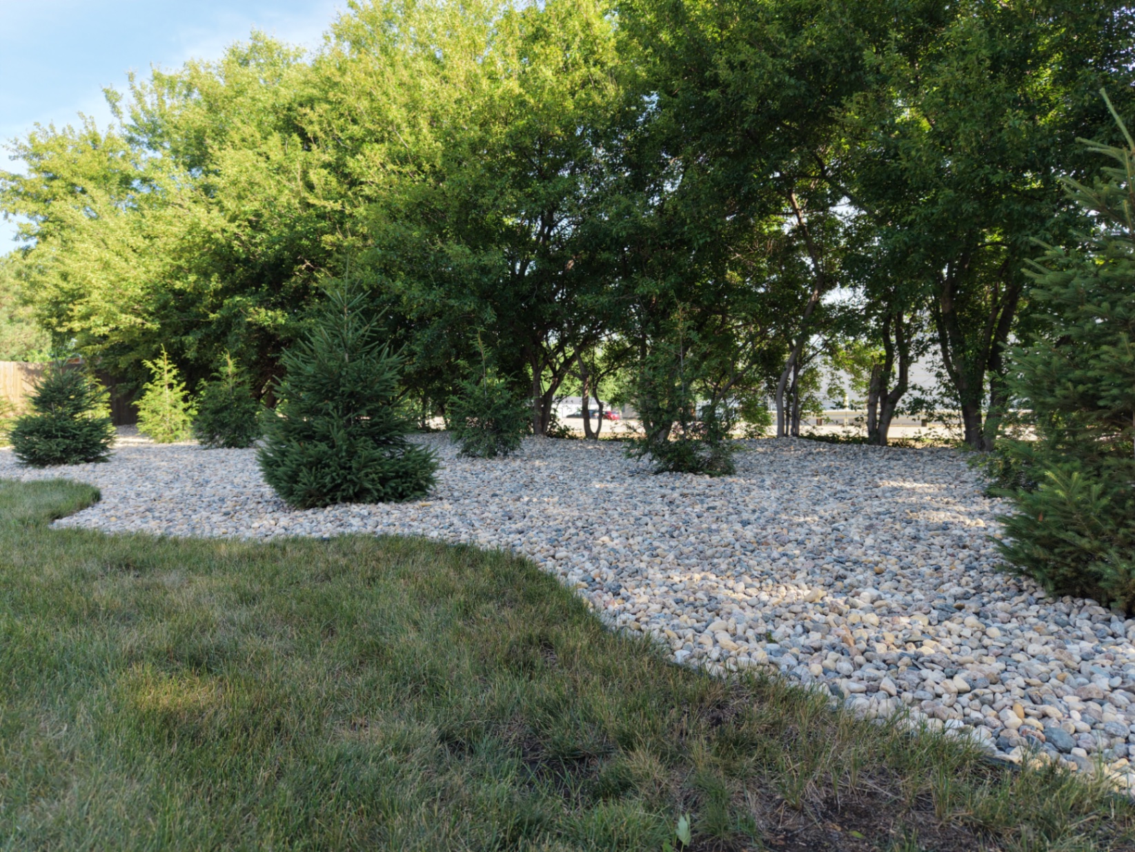 After — wide river rock landscape area with young spruce plantings replacing turf for a low-maintenance look