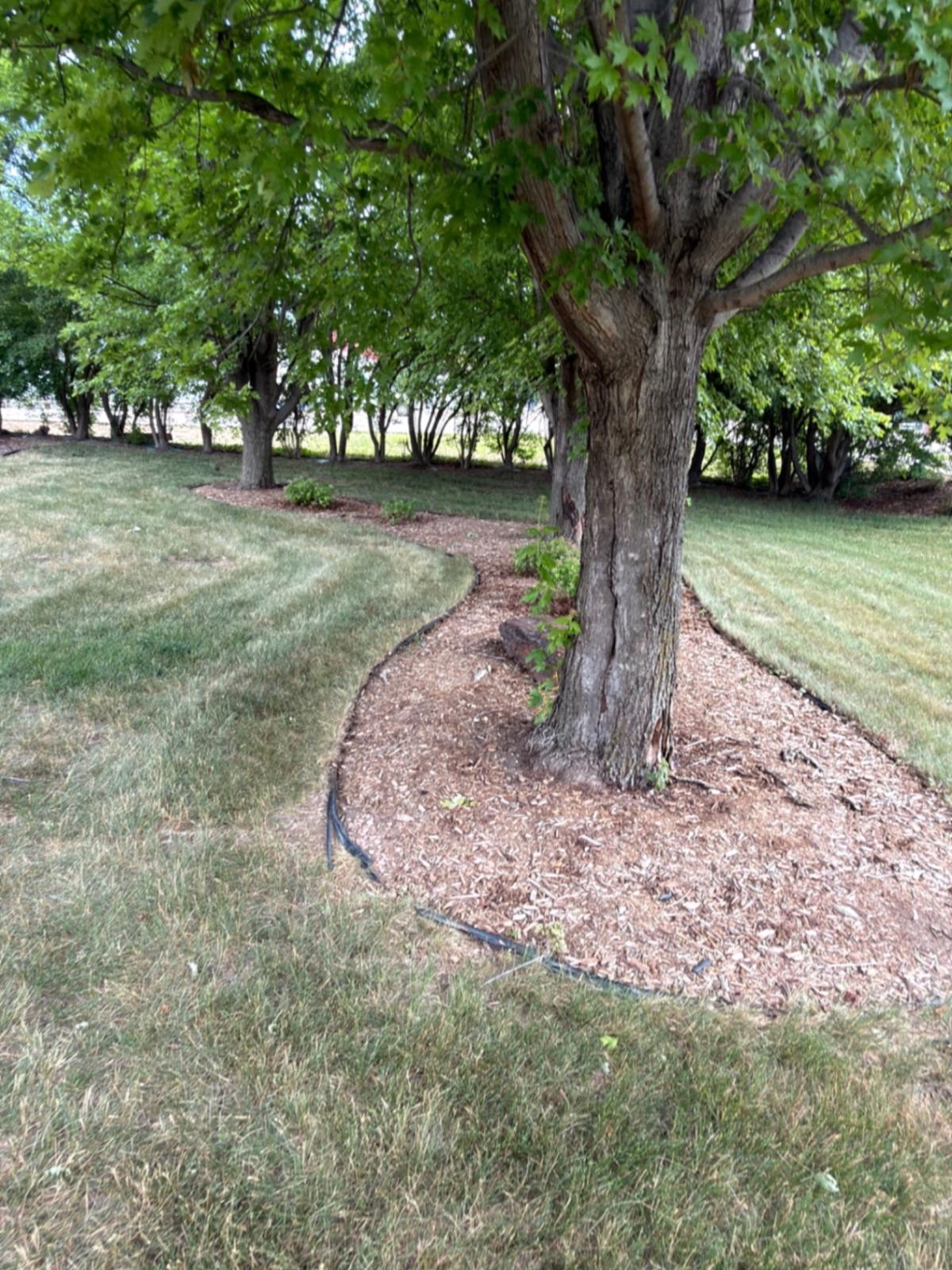 Before — old mulch tree ring with thin black plastic edging starting to lift from the lawn