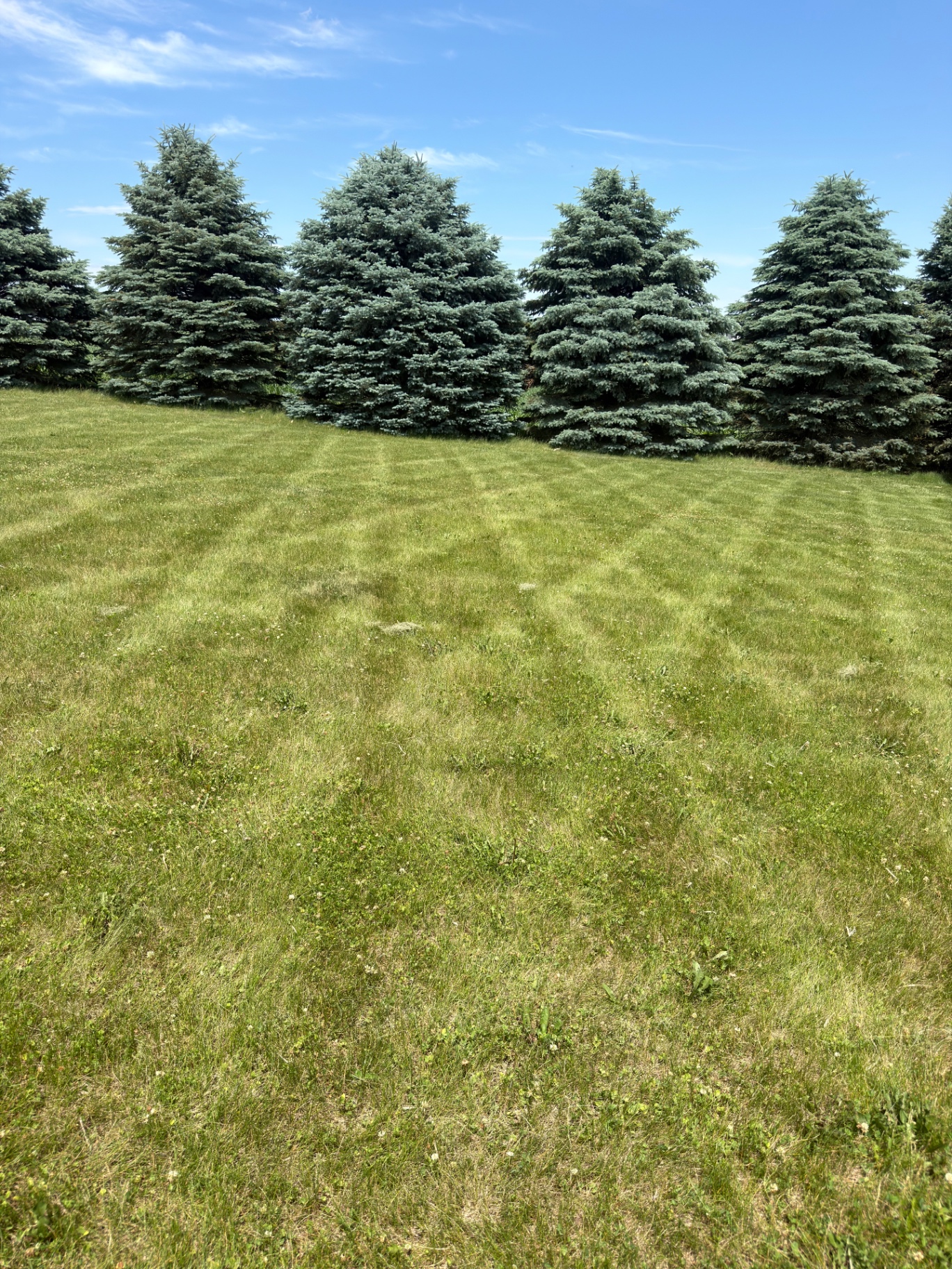 Precision mowing around mature spruces in Sioux Falls