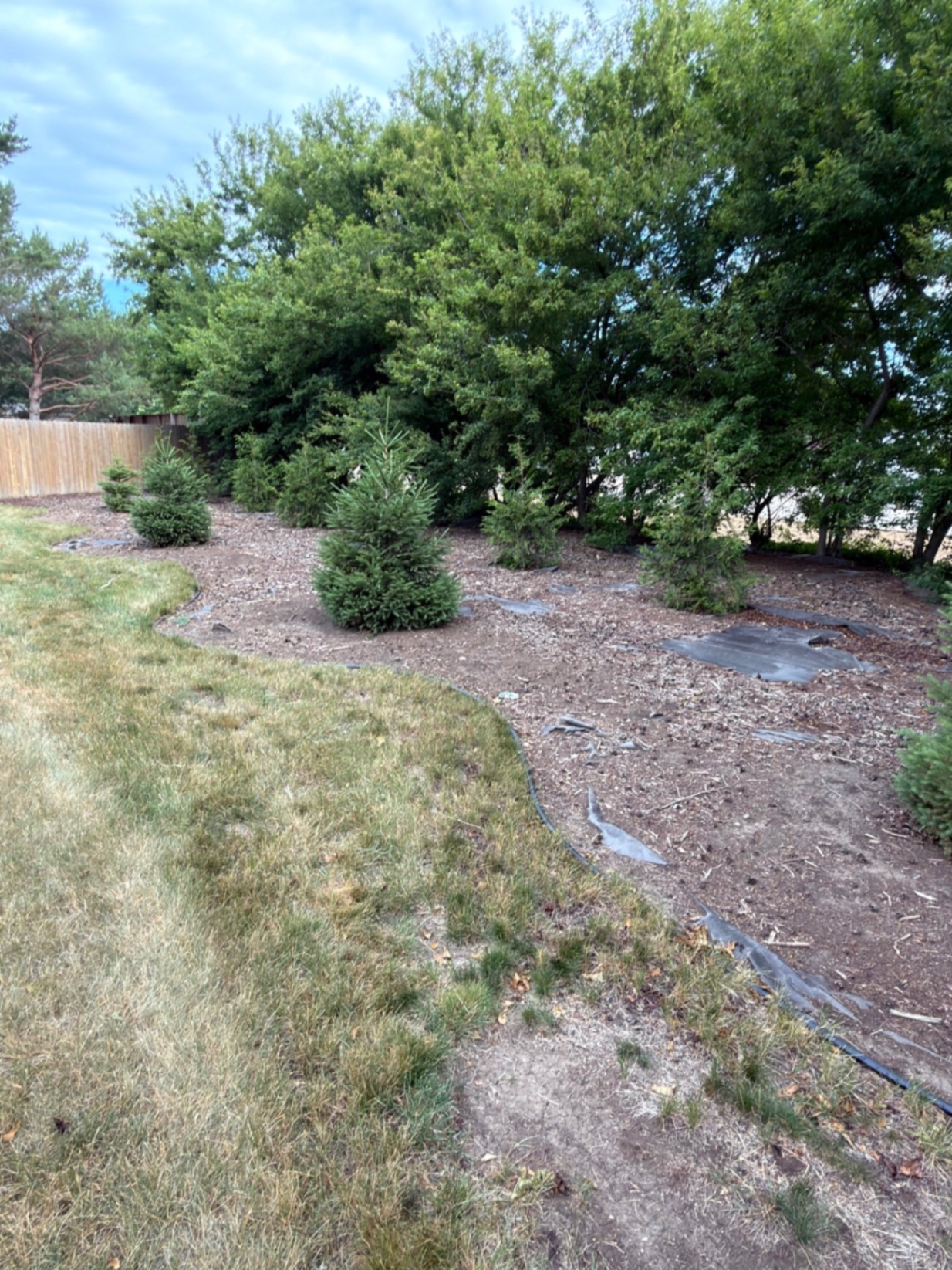 Before — perimeter bed along the lawn line before weed barrier, edging, and rock install