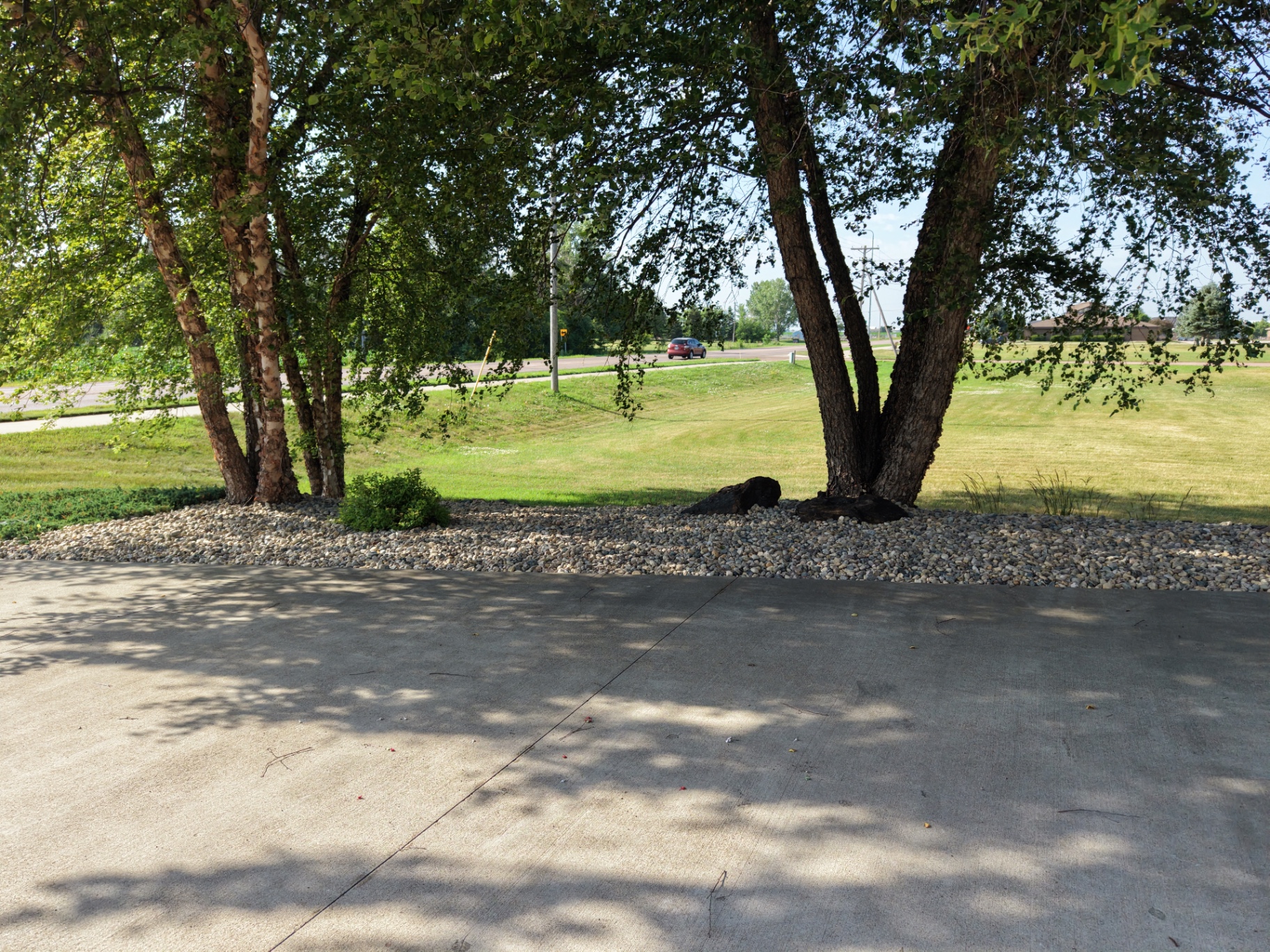 After — clean river rock tree rings framing mature trees along the concrete driveway