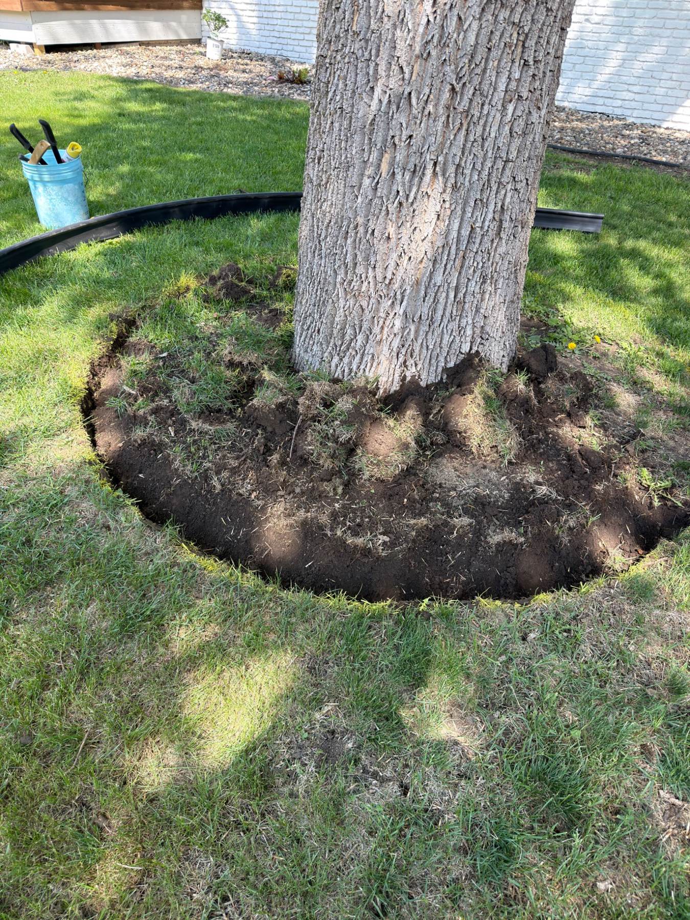 During — fresh tree ring dug out in the front yard ready for edging and rock